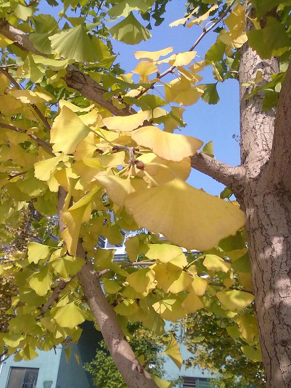 ginkgoleaf