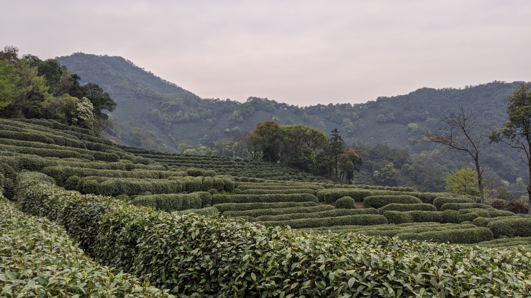 longjing_tea_garden